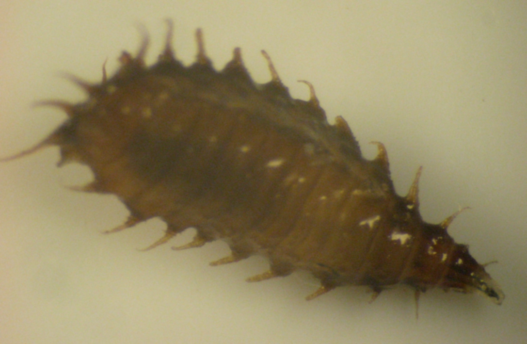 Larva di Fannidae